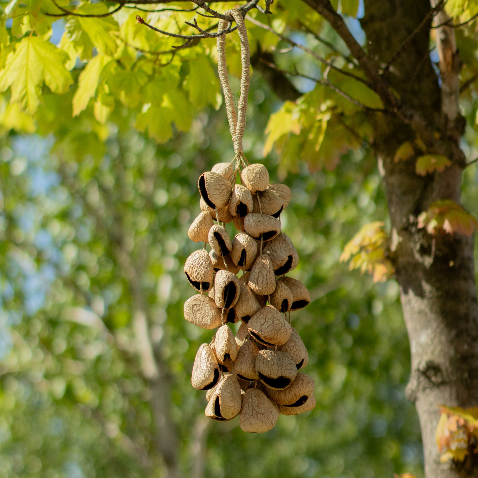 Large Pangi Seed Shell - Natural Nut Shaker (50 Shells)