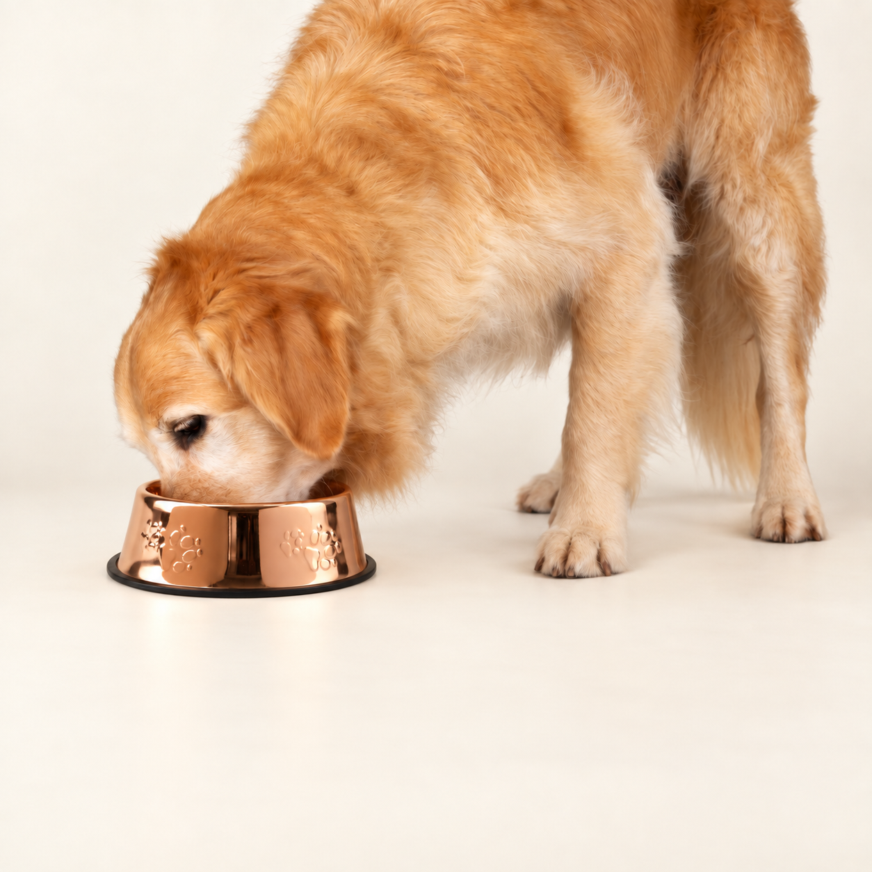 PAW Food Bowls -  Single Copper Style - 22cm - Stainless Steel (304)