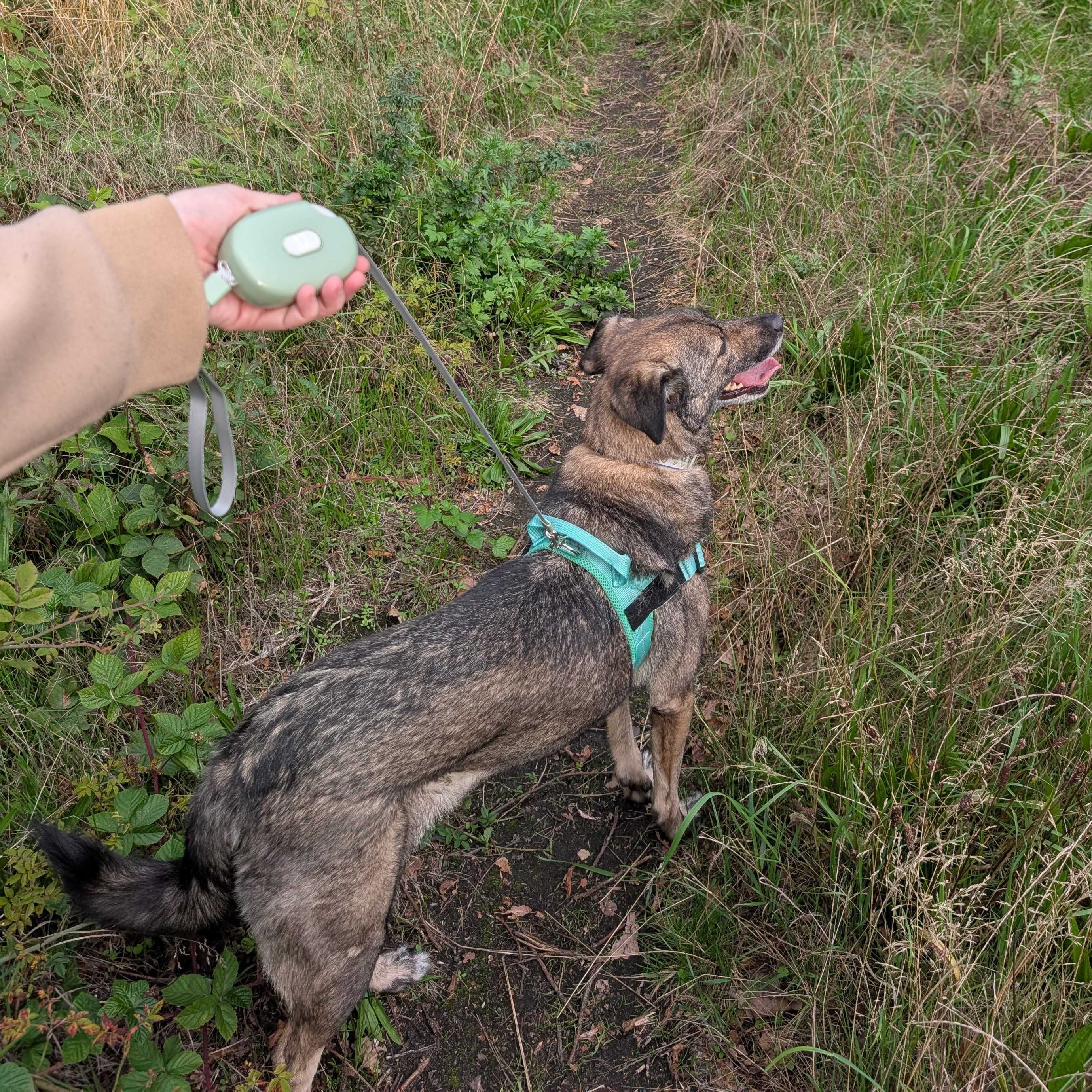 Paw Pet Leash - Pocket Pod - Green - 1.5m